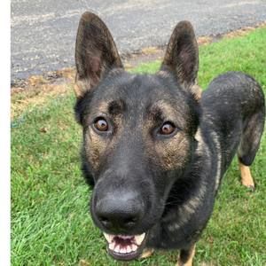 Meet your Posher, Bill